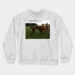 Scottish Highland Cattle Calves 1445 Crewneck Sweatshirt